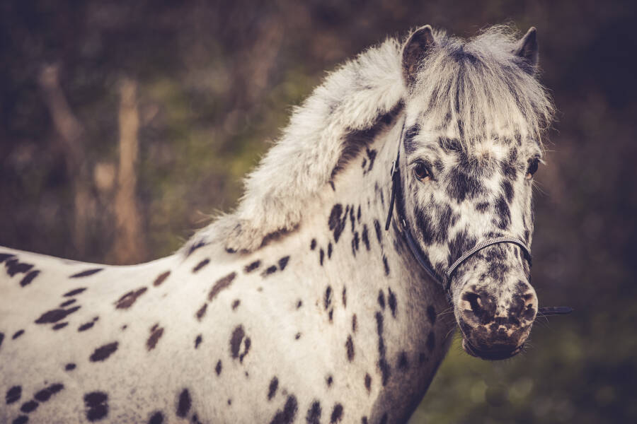 Pferdeheilpraktiker Schweiz Tier-Fit Pony Prinz schaut Relaxt in die Kamara